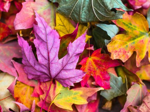 flat lay photography of purple and red leaves