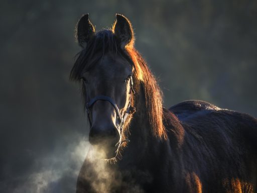Persoon die een energiefactuur leest aan een keukentafel in België