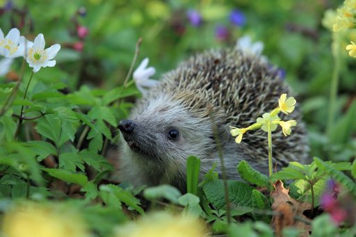 Een egel tussen wilde planten in een Belgische tuin