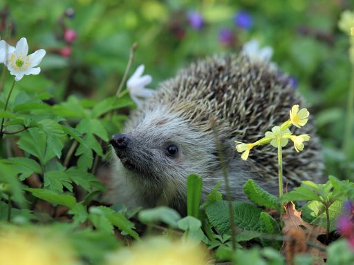 Een egel tussen wilde planten in een Belgische tuin