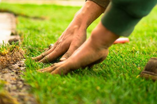 A person with soil-covered hands pressing fresh green sod into the ground