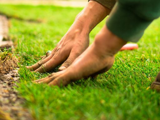 A person with soil-covered hands pressing fresh green sod into the ground